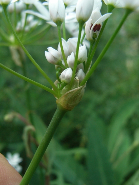 Allium subhirsutum / Aglio pelosetto